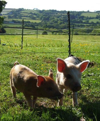 Geoffrey and Agatha Oxford Sandy and Black Piglets outside