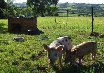 Geoffrey and Agatha Oxford Sandy and Black Piglets contemplating breaking out