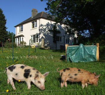 Geoffrey and Agatha Oxford Sandy and Black Piglets investigating